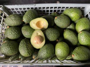 eBlue_economy_ Ethiopian avocados shipped to Europe via Dutch cold chain