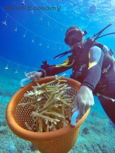 eBlue_economy-coral-restoration_0