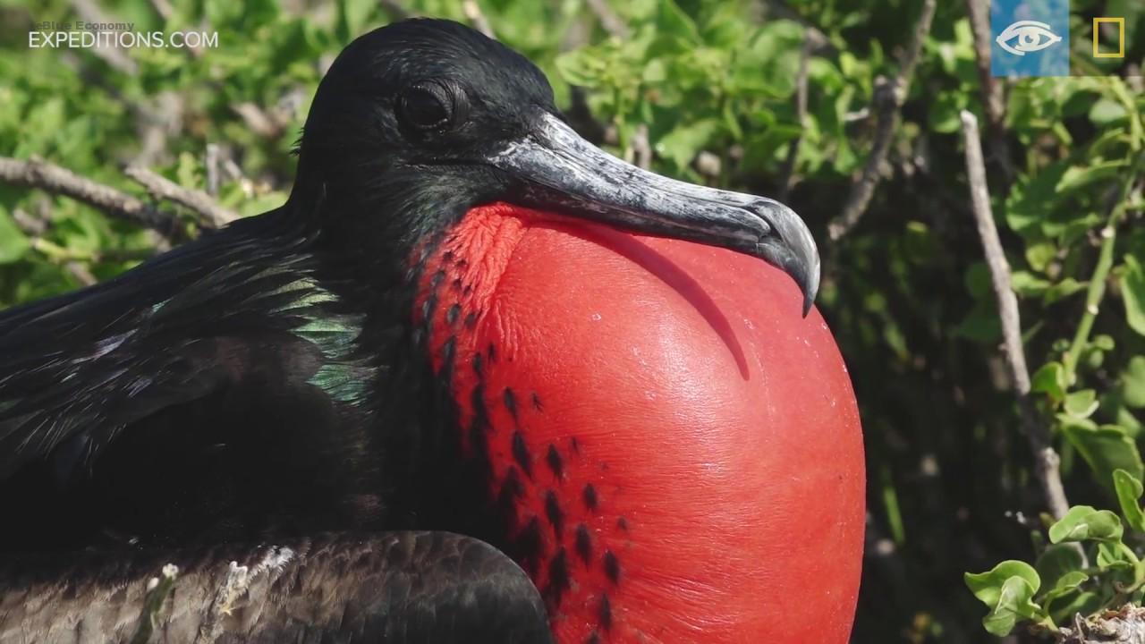 eBlue_economy_الفرقاط Frigate Bird طائر القراصنة اسرع طيور العالم تعرف على اسراره.jpg