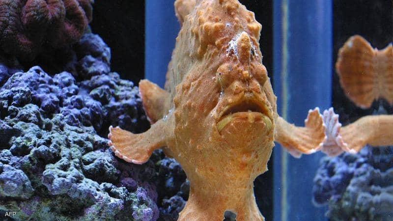 eBlue_economy_اسماك بشعر_وارجل