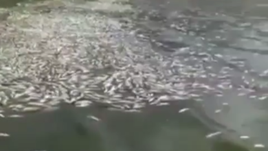 eBue_economy_ نفوق أعداد كبيرة من الأسماك في بحيرة شرقي لبنان
