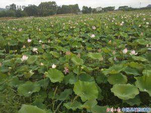 eBlue_economy_ حصاد جذور اللوتس في مقاطعة أنهوي الصينية