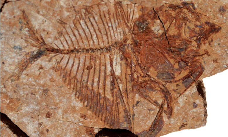 eBlue_economy_Egyptian fossil surprise_Fishes thrived in tropics in ancient warm period_despite high ocean temperature