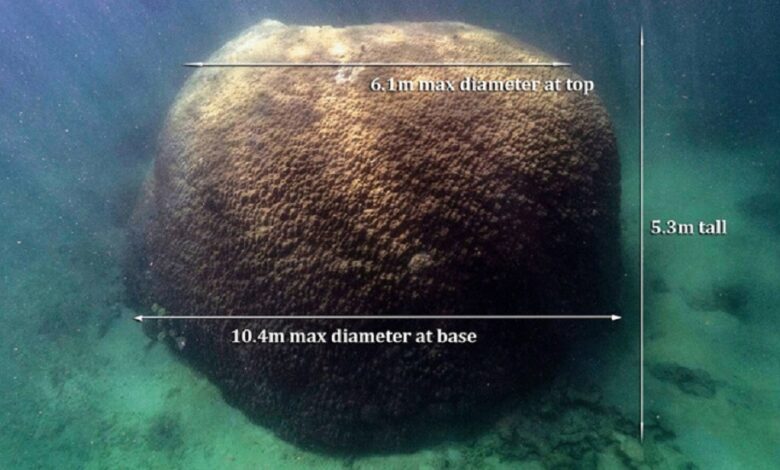 eblue_economy_شاهد اين تم اكتشاف أكبر مرجان في الحاجز المرجاني العظيم