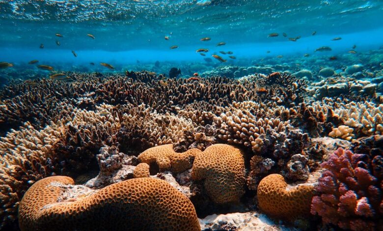 eBlue_economy_سر تقلص مساحة الشعاب المرجانية الى النصف منذ خمسنات القرن الماضى