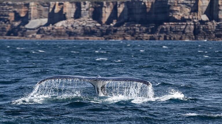 eBlue_economy_في مشهد نادر.. عشرات الحيتان الحدباء تحاصر قاربا في المحيط (فيديو)