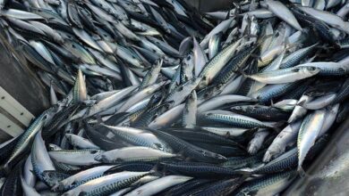 eBlue_economy_Norwegian mackerel fleet records improvment in catches for Week 40