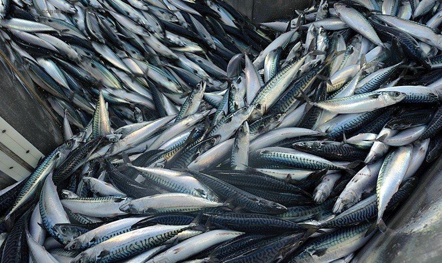 eBlue_economy_Norwegian mackerel fleet records improvment in catches for Week 40