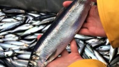 eBlue_economy_Norwegian regulation for NVG herring quota for 2022 set at 454,927 tonnes