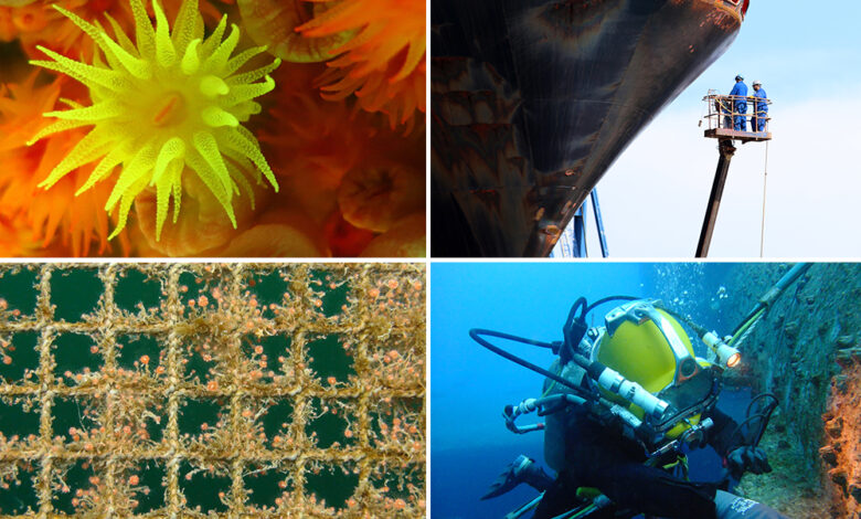eBlue_economy_Tackling aquatic invasive species introduced via biofouling