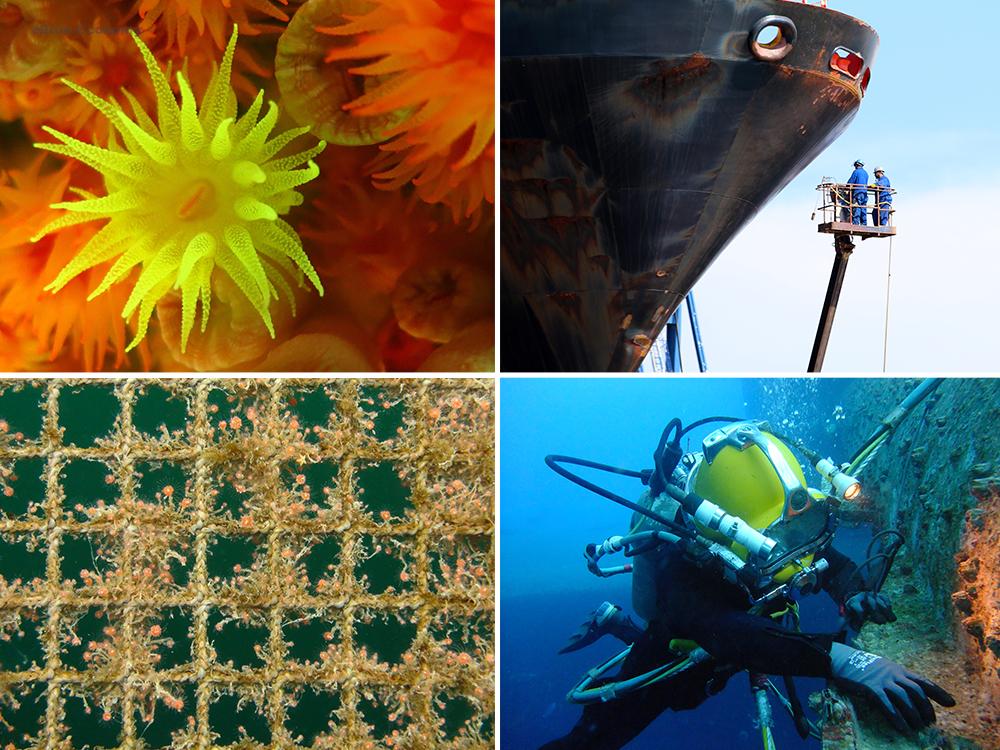 eBlue_economy_Tackling aquatic invasive species introduced via biofouling