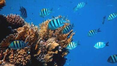 eBlue_economy_UN Ocean Conference ends with call for greater ambition and global commitment to address dire state of the Ocean