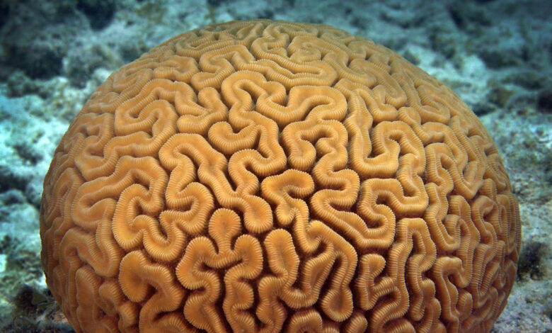 eBlue_economy_Egyptian diver documents_brain coral_ in the waters of the Red Sea
