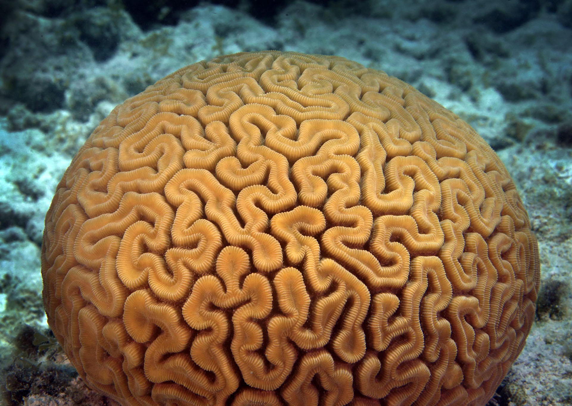 eBlue_economy_Egyptian diver documents_brain coral_ in the waters of the Red Sea