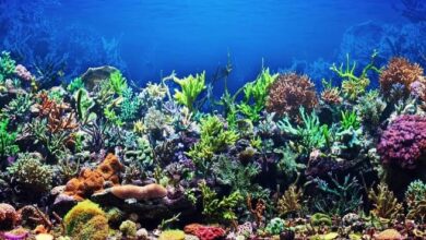 eBlue_economy_Restoring nature and reef worldwide with a sea of 3D prints.jpg