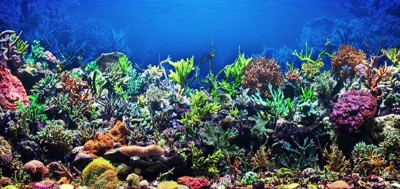 eBlue_economy_Restoring nature and reef worldwide with a sea of 3D prints.jpg