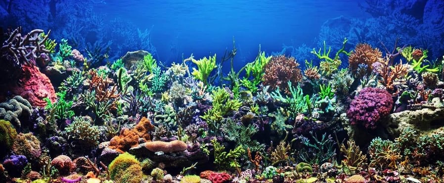 eBlue_economy_Restoring nature and reef worldwide with a sea of 3D prints.jpg