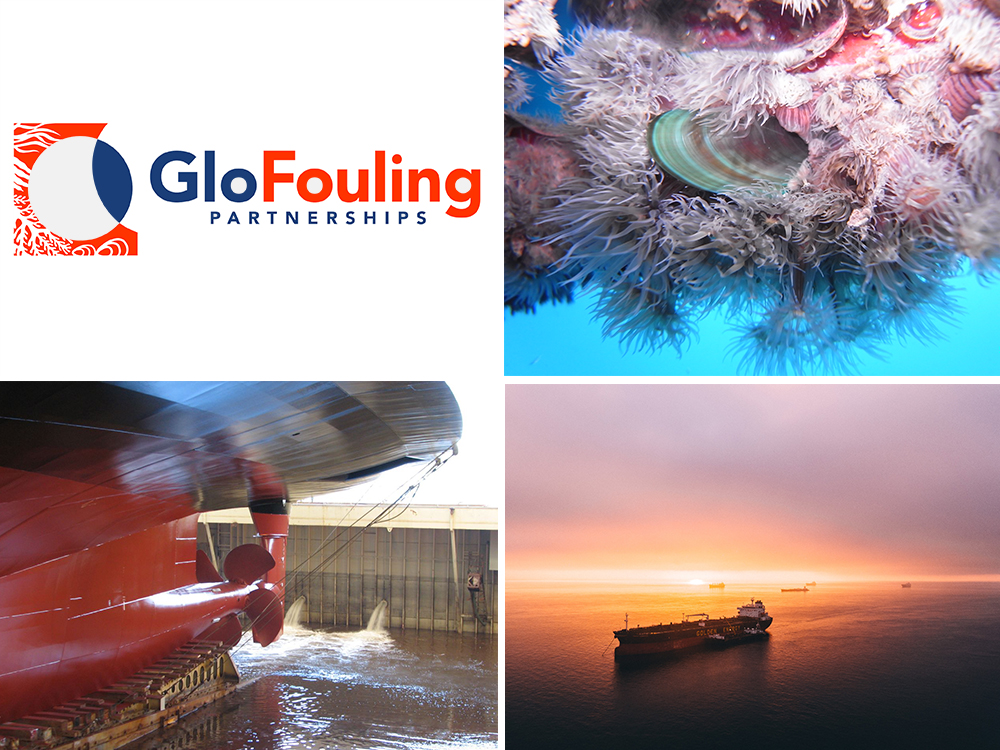 eBlue_economy_Panama joins GloFouling Partnerships to tackle aquatic invasive species introduced by ships’ biofouling